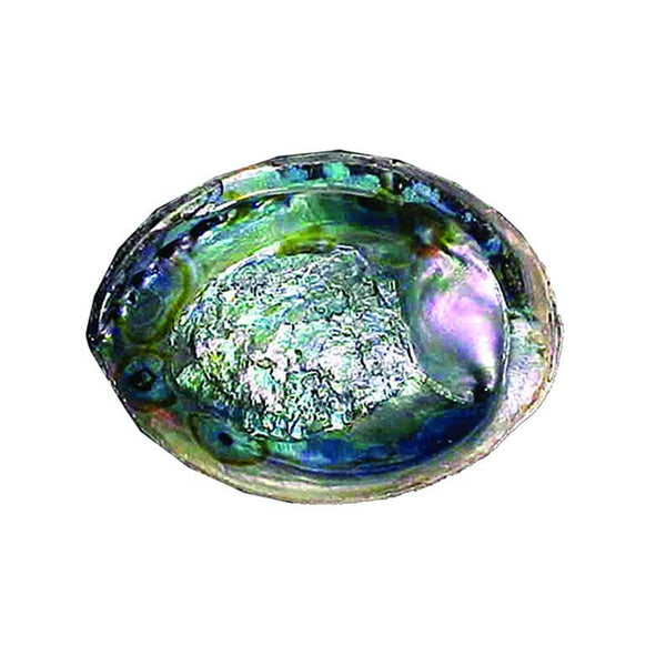 Huge! Green Abalone Shell (6-7 in.)