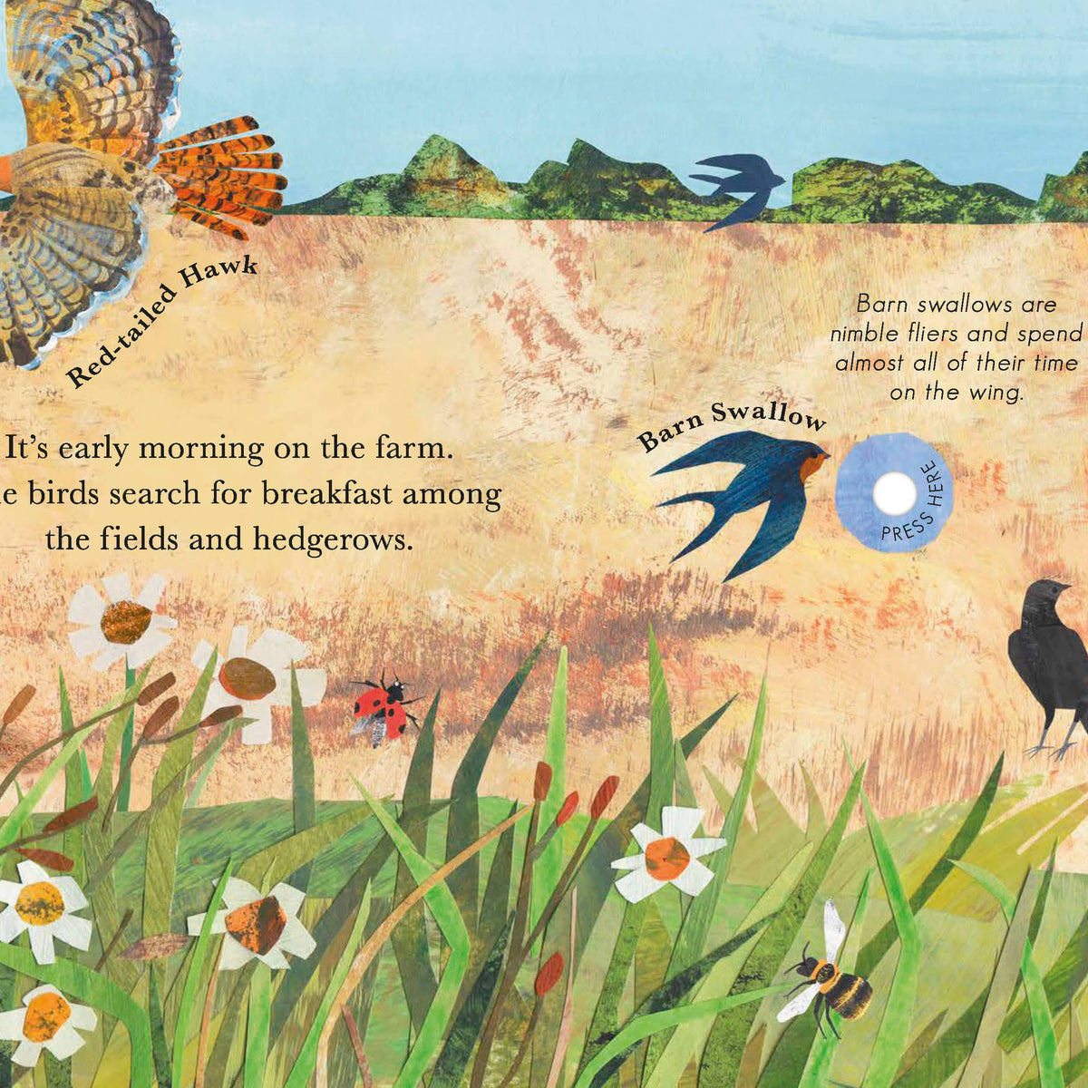 Songs Of The Birds