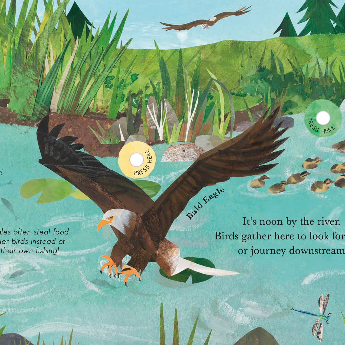 Songs Of The Birds