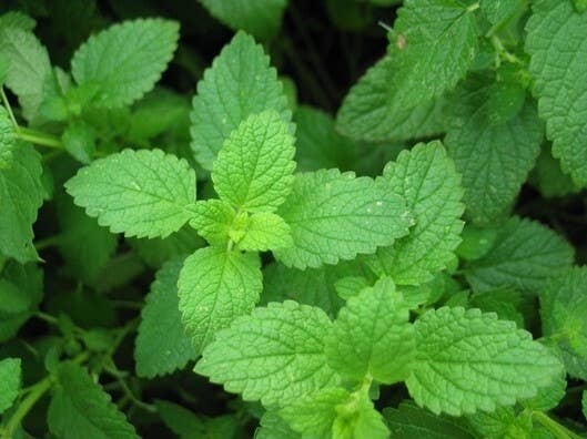 Peppermint - 5ml - Organic
