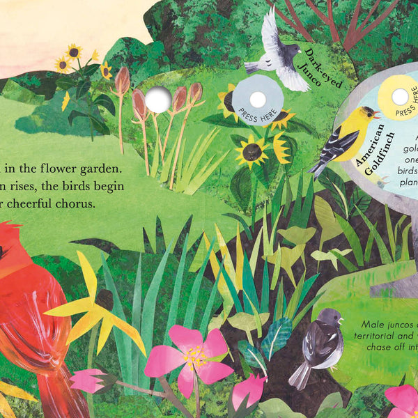 Songs Of The Birds