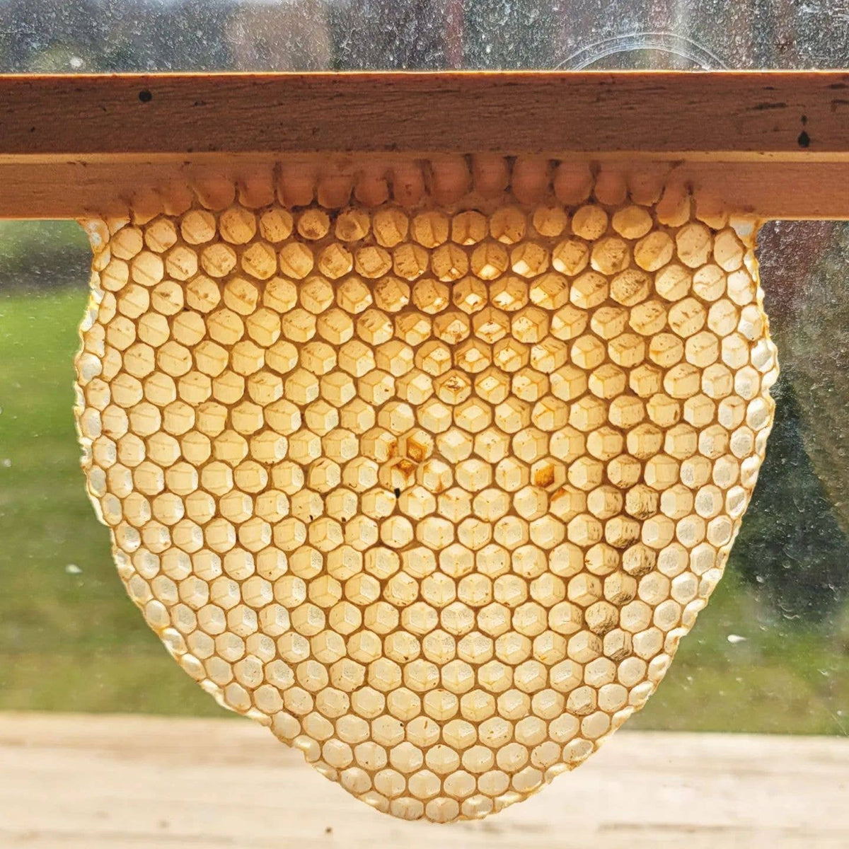 100% Beeswax Honey Pot - made out of local KC beeswax!