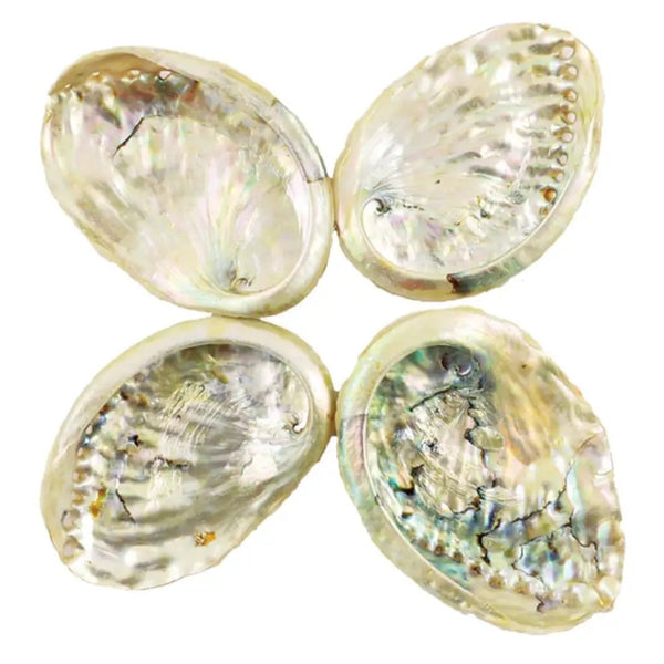 Abalone Shell for smudging